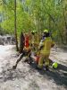 FEUER/RAUCHENTWICKLUNG; Freiland Baum