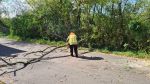 Großer loser Ast über Strasse