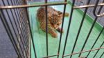 verletzte Katze auf Grundstück