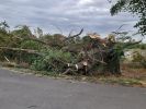 Baum auf PKW