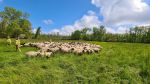 Schaf im Weidezaun im Pappelwald verfangen