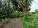 Baum auf Straße