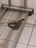 Schlange (Natter) vorm Toilettenbereich