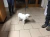 Herrenloser Hund