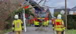 Ast/Baum in Telefonleitung