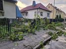 Ast/Baum auf Straße