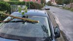 Ast/Baum auf Straße