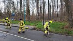 Ast/Baum auf Straße