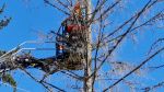 Baum droht auf Haus zu fallen