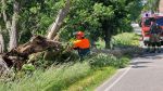 Ast/Baum auf Straße; Ortsausgang Richtung Gärnitz