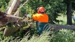 Ast/Baum auf Straße; Ortsausgang Richtung Gärnitz