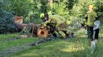 Ast/Baum auf Straße